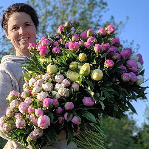 Bulk Peony Box (100 Stems)--Mixed Colors