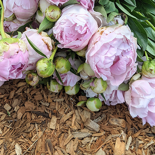 Peony Grower's Library – The Peony Fields