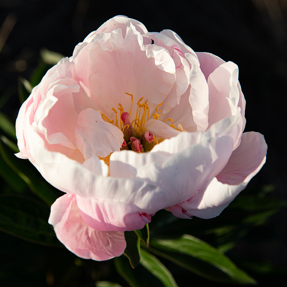 Peony Print--Open Pink 5"x5"