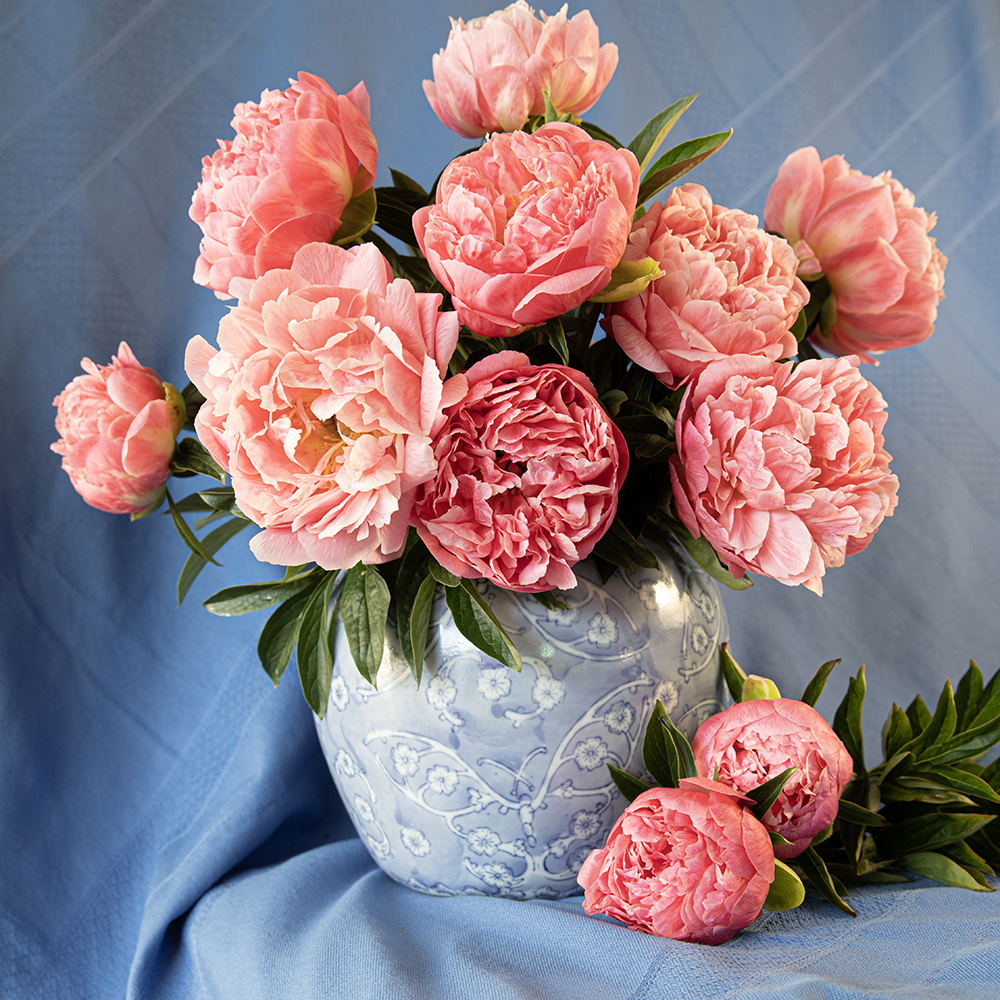 Bulk Peony Box (50 Stems)--Coral