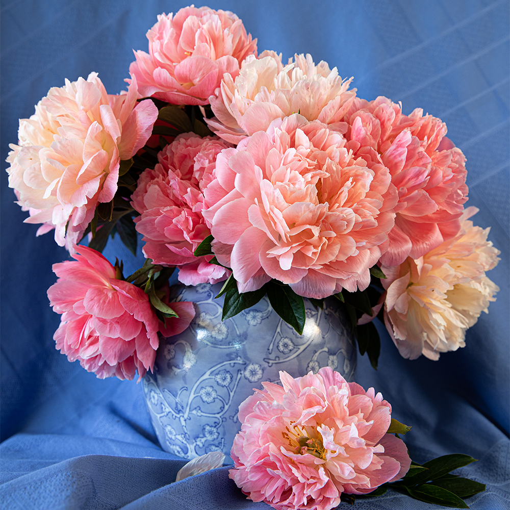 Bulk Peony Box (50 Stems)--Coral