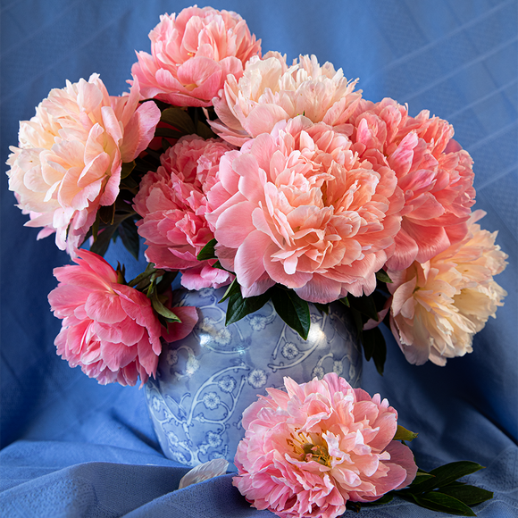 Coral Peony Bunch