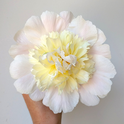 Peony Plant for Spring Pickup--Primevere