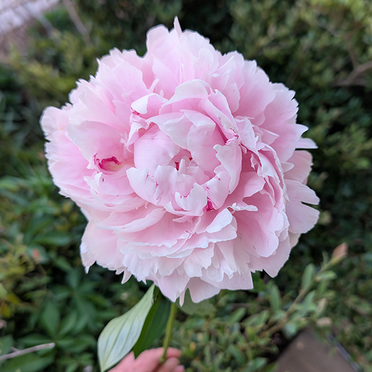 Peony Root-Sarah Bernhardt