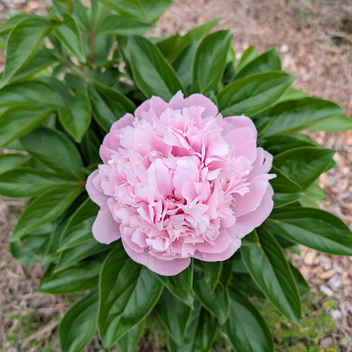 Peony Root-Sarah Bernhardt