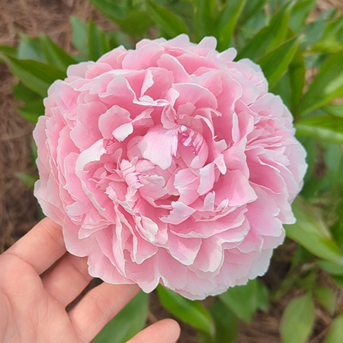 Peony Plant for Spring Pickup--Sarah Bernhardt