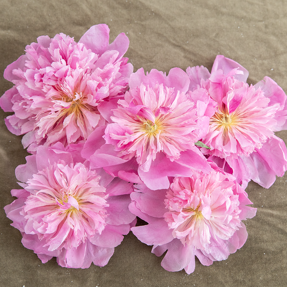 Silica Dried Peonies-Pink Anemone