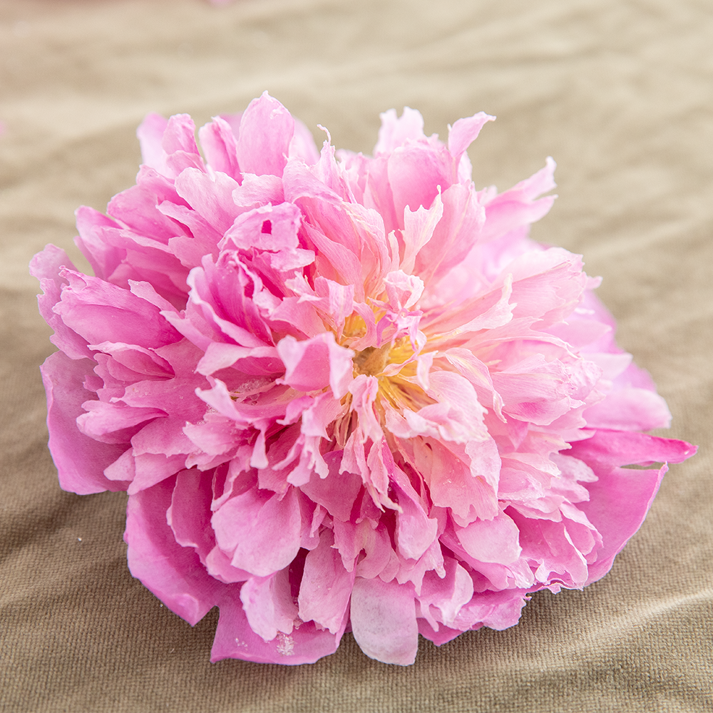 Silica Dried Peonies-Pink Anemone