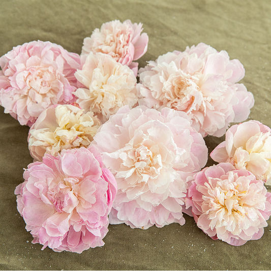 Silica Dried Peonies-Blush