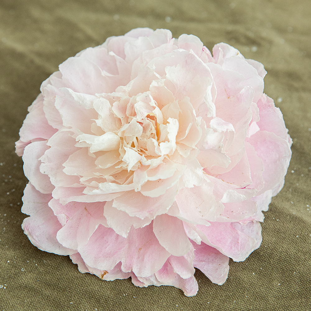 Silica Dried Peonies-Blush