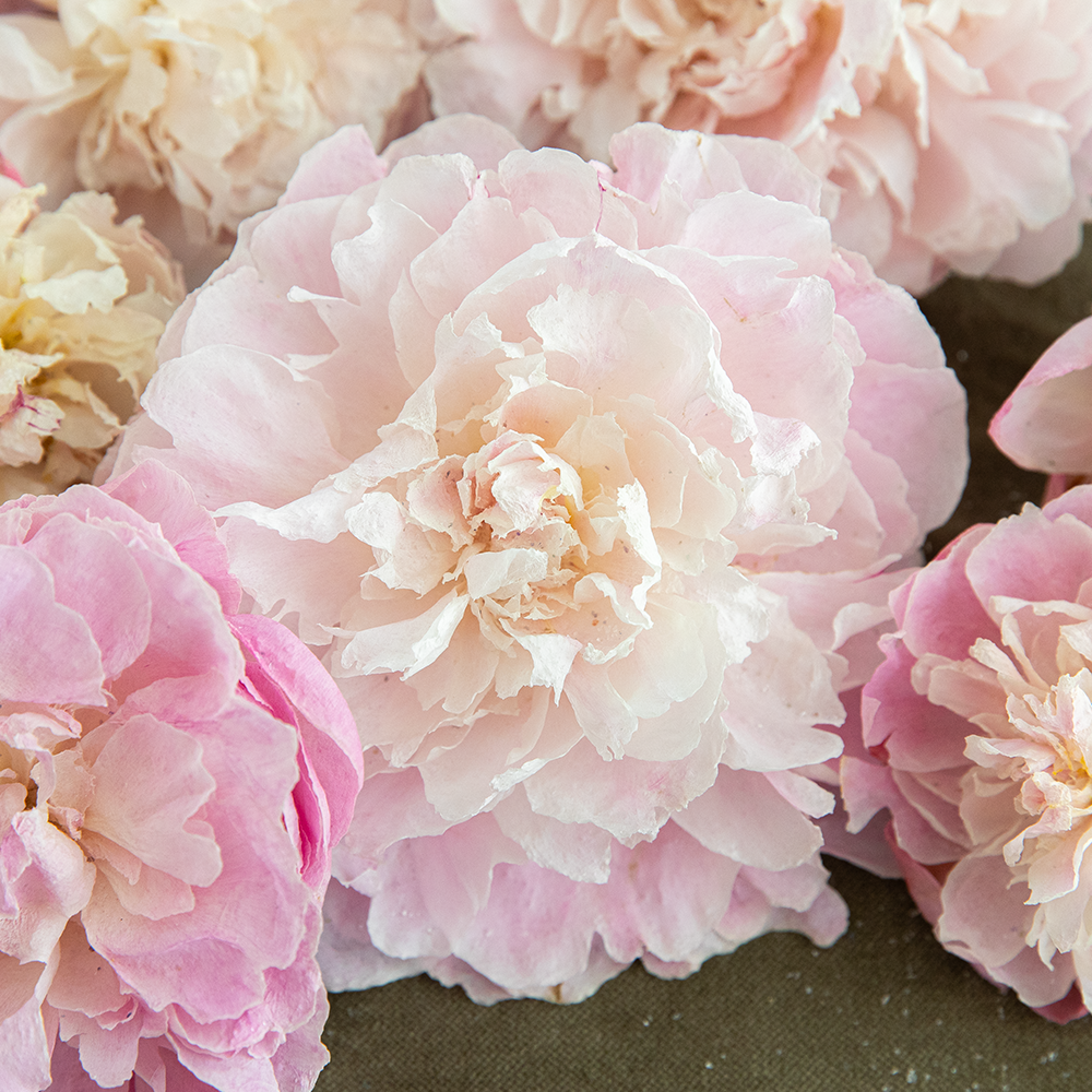 Silica Dried Peonies-Blush