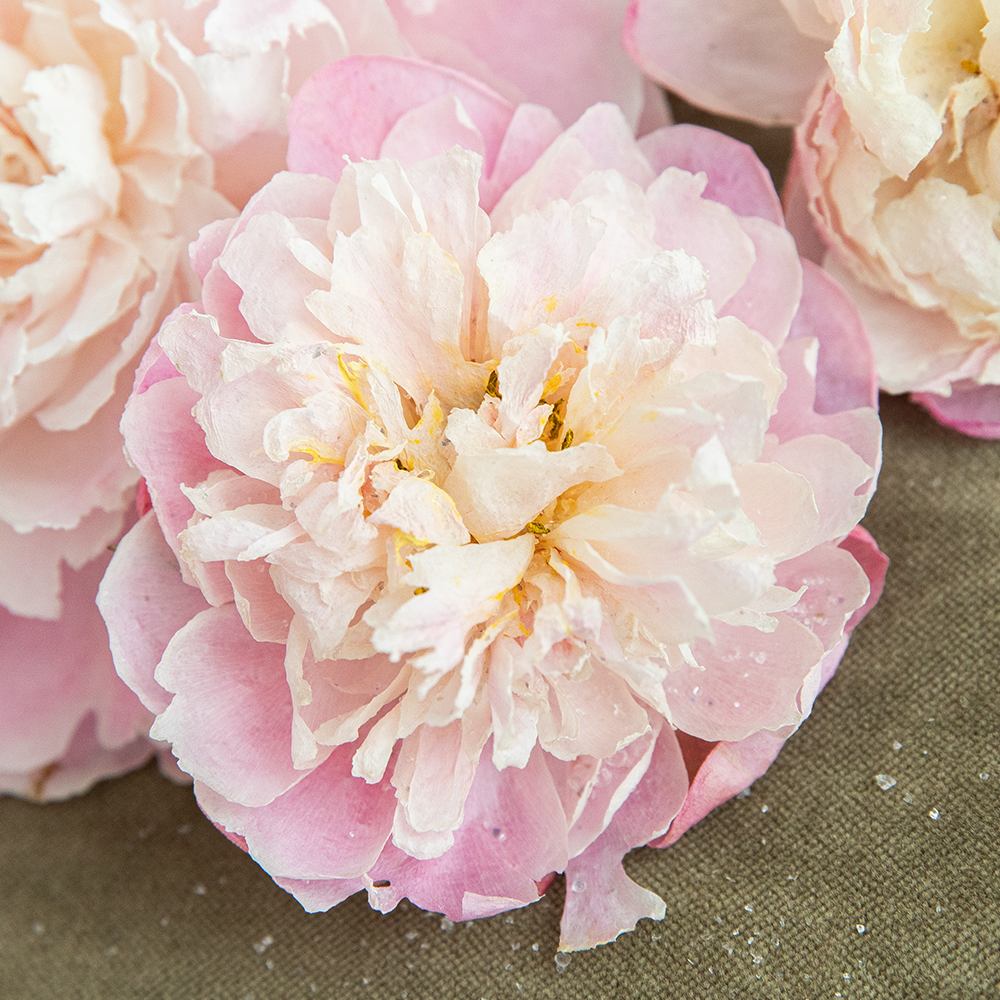 Silica Dried Peonies-Blush