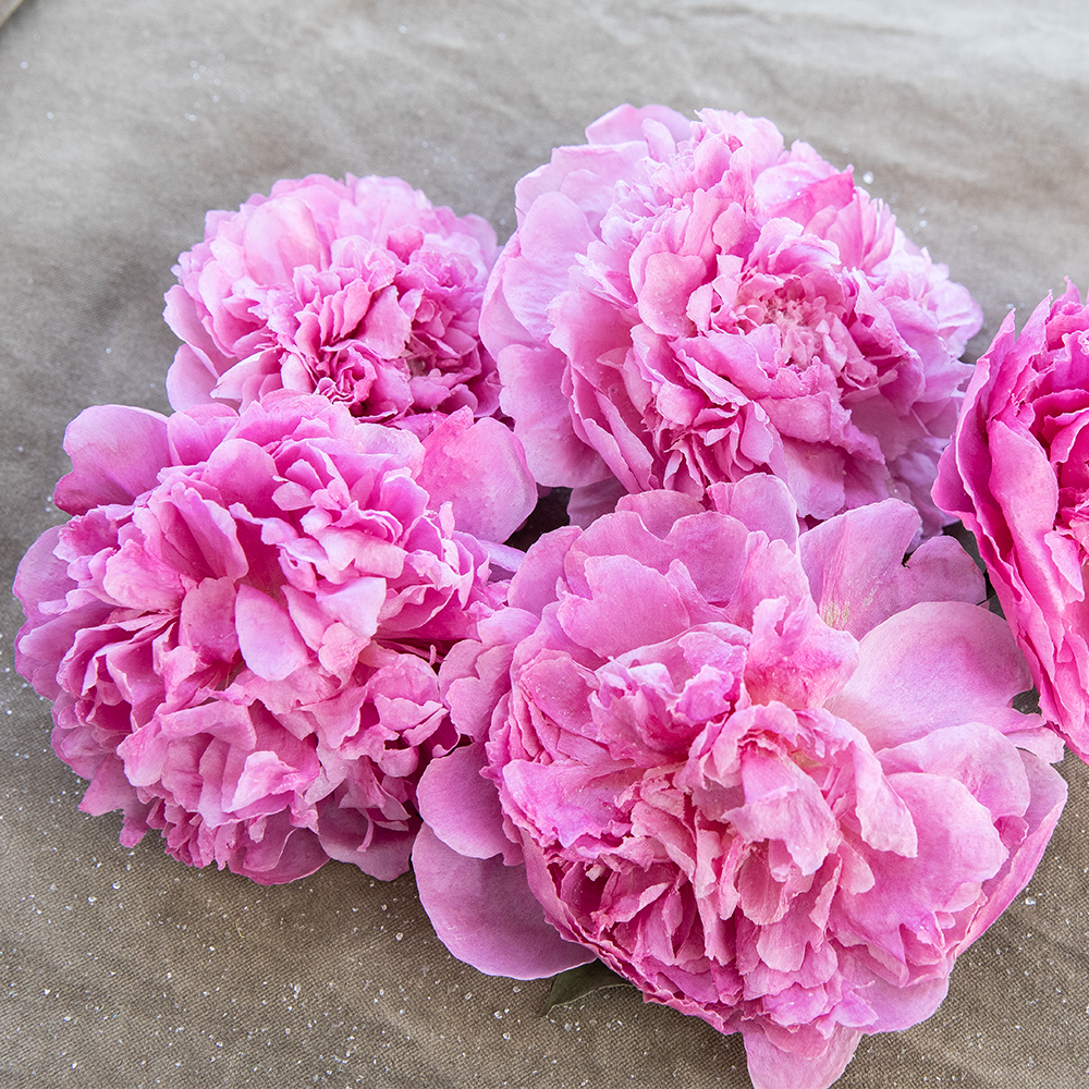 Silica Dried Peonies-Bubblegum Pink