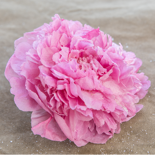 Silica Dried Peonies-Bubblegum Pink