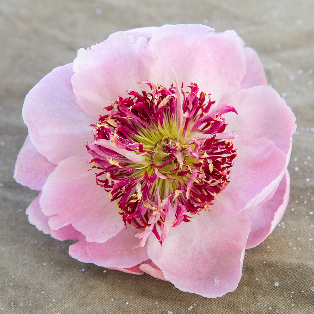 Silica Dried Peonies-Do Tell