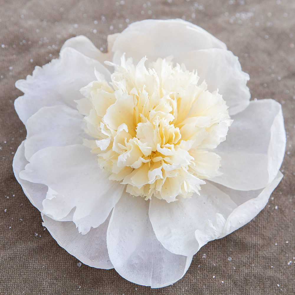 Silica Dried Peonies-White