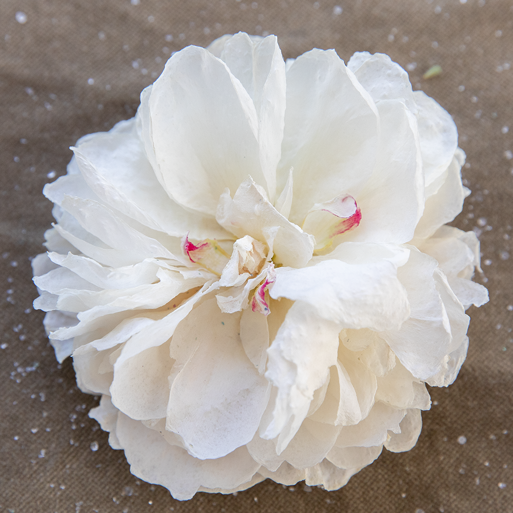 Silica Dried Peonies-White