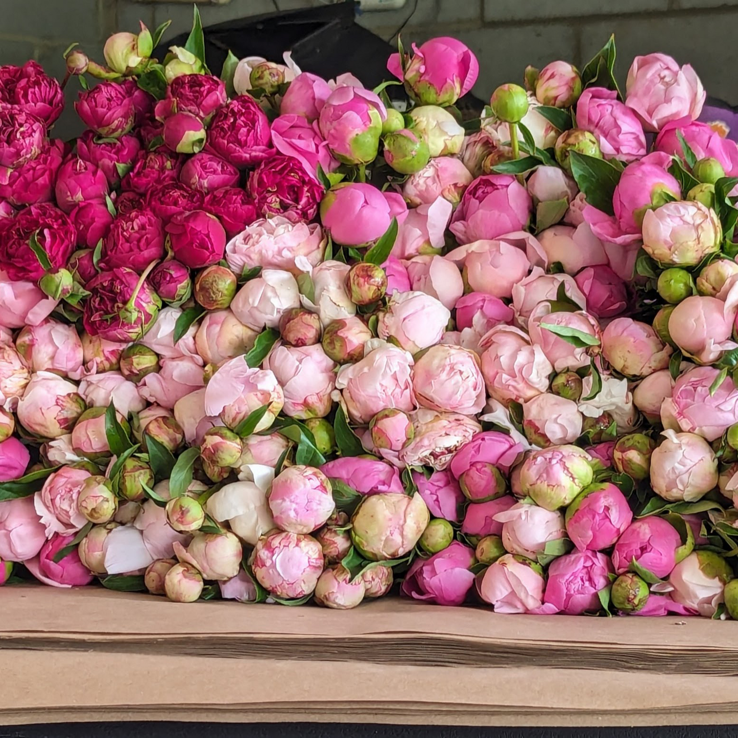 Bulk Peony Box (100 Stems)--Mixed Colors