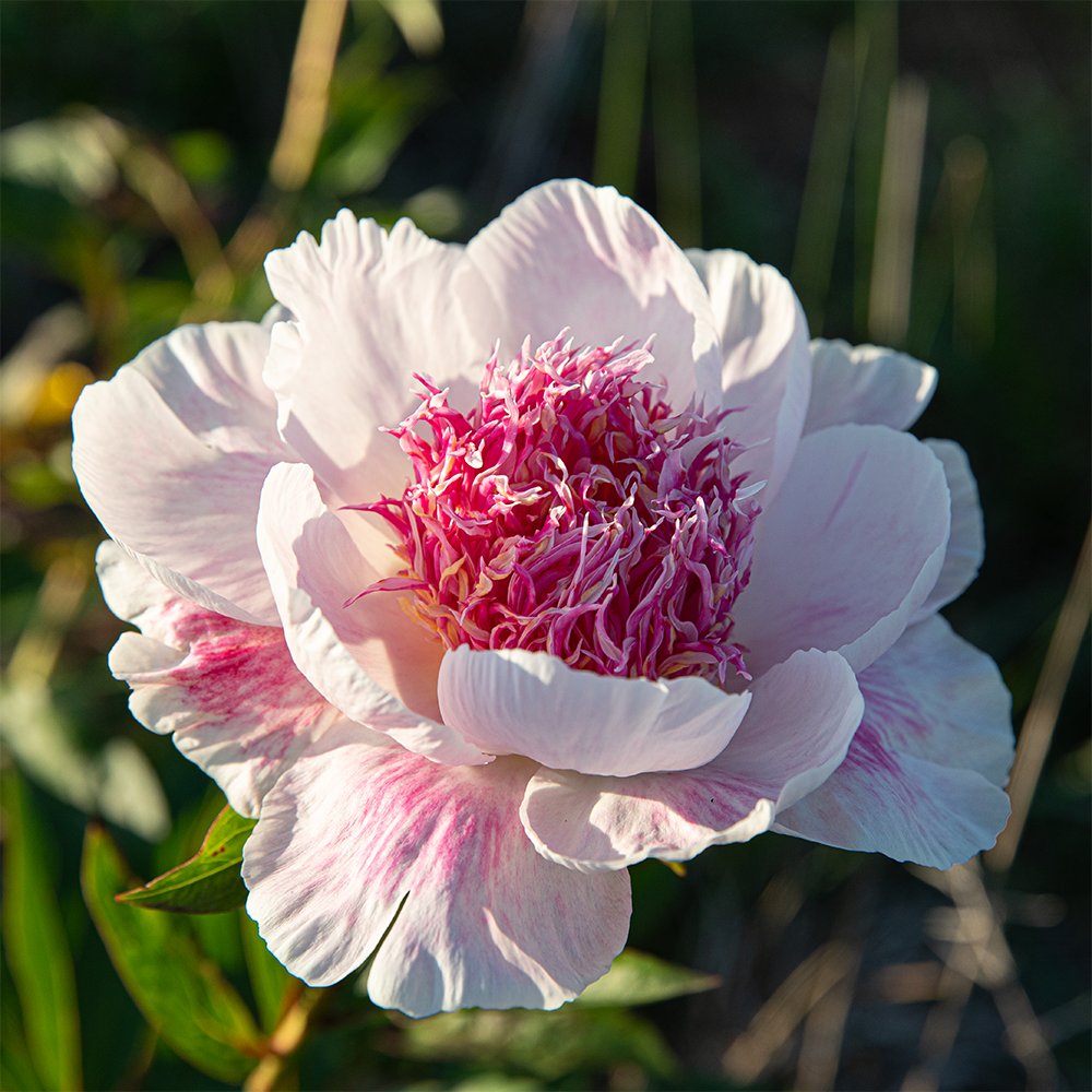 Peony Print--Do Tell 5"x5"