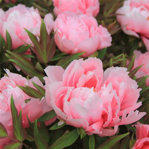 Tree Peony Root-Celebration (Ba Qian Dai Chun)