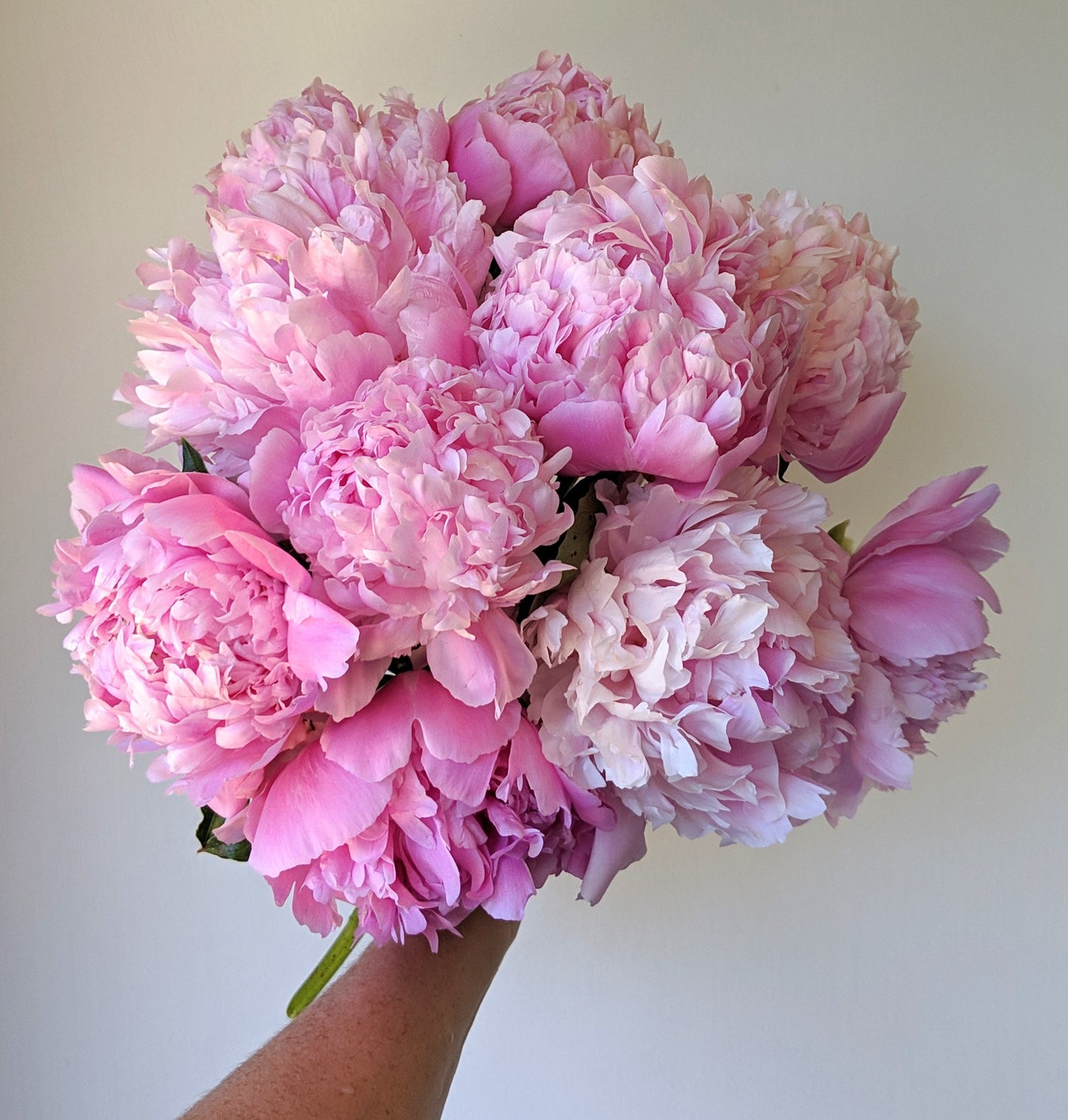 Monsieur Jules Elie-Peony Plant for Spring Pickup