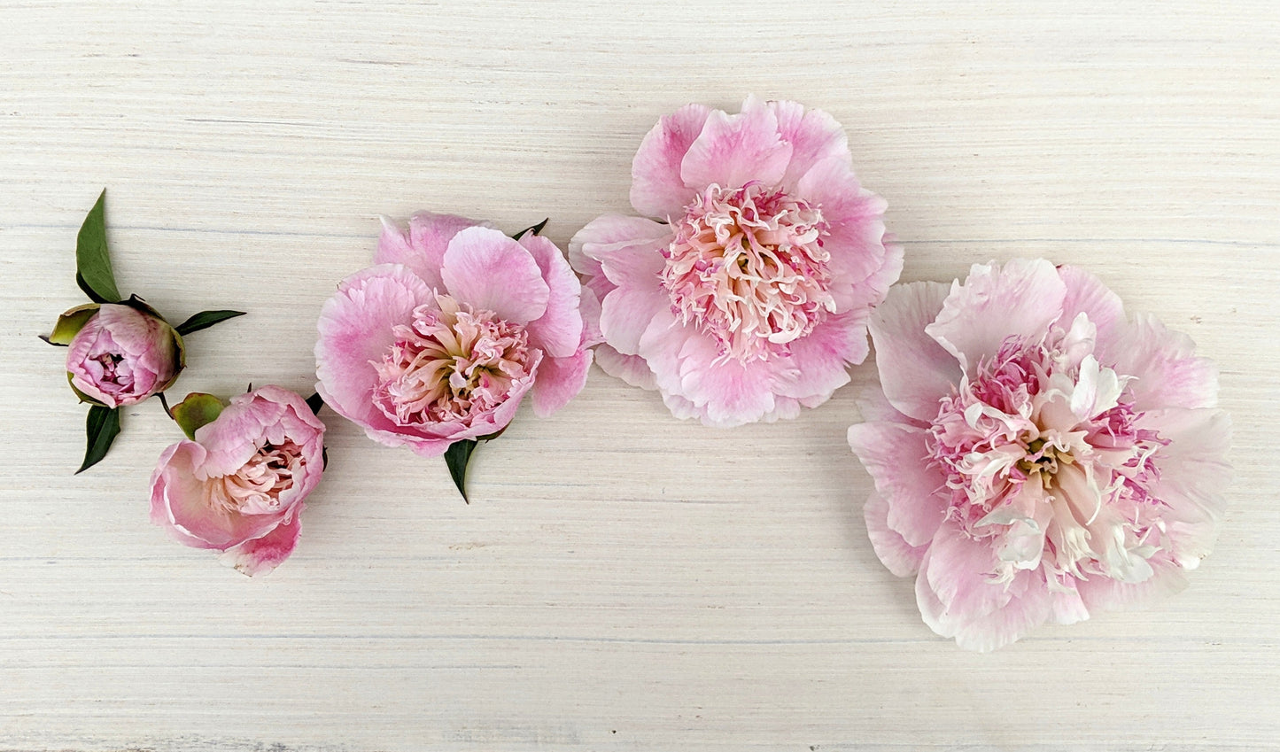 Peony Plant for Spring Pickup--Do Tell