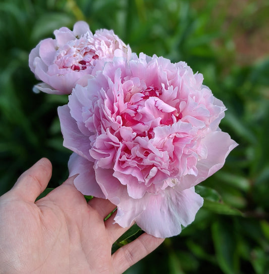 Peony Plant for Spring Pickup--Eden's Perfume