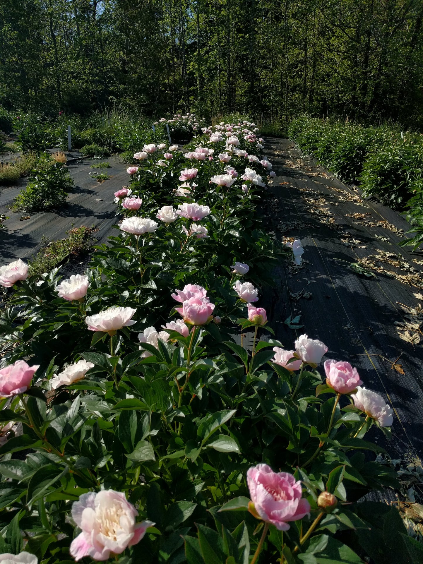 Peony Plant for Spring Pickup--Do Tell