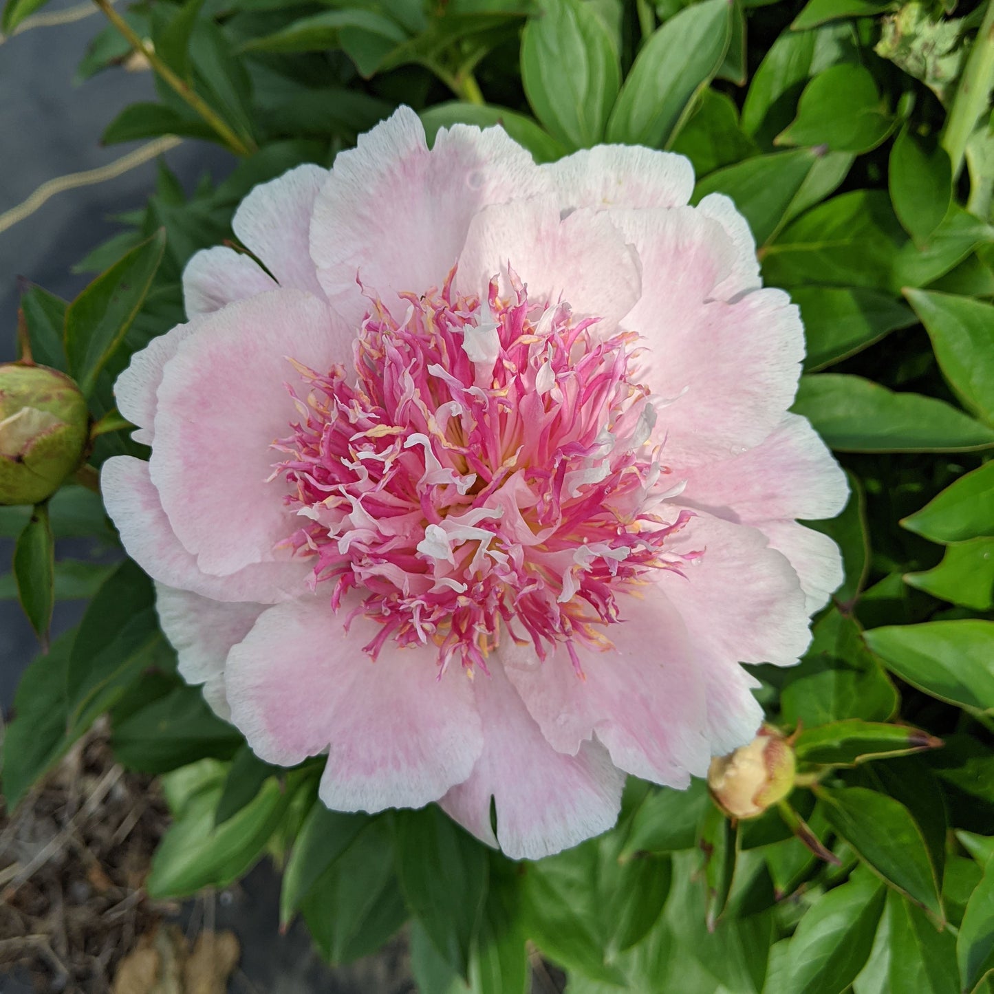 Peony Plant for Spring Pickup--Do Tell