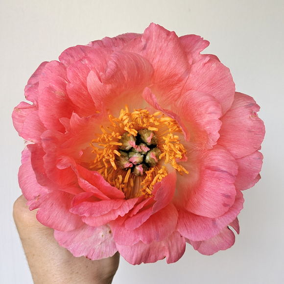 Peony Root-Coral Charm
