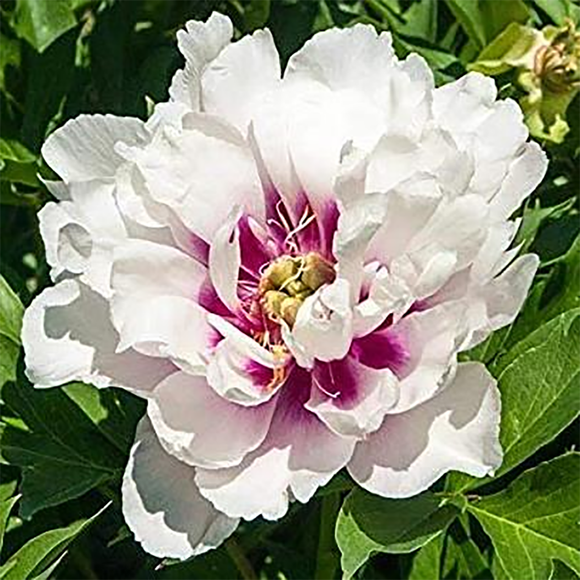 Peony Plant for Spring Pickup--Cora Louise