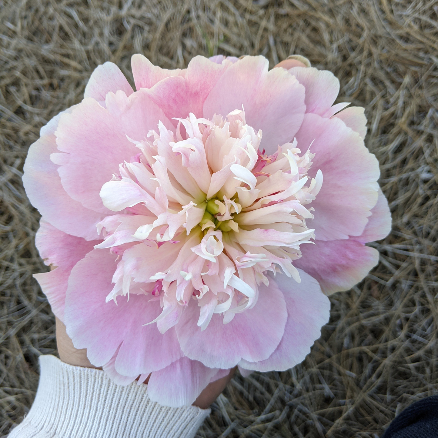 Peony Plant for Spring Pickup--Do Tell
