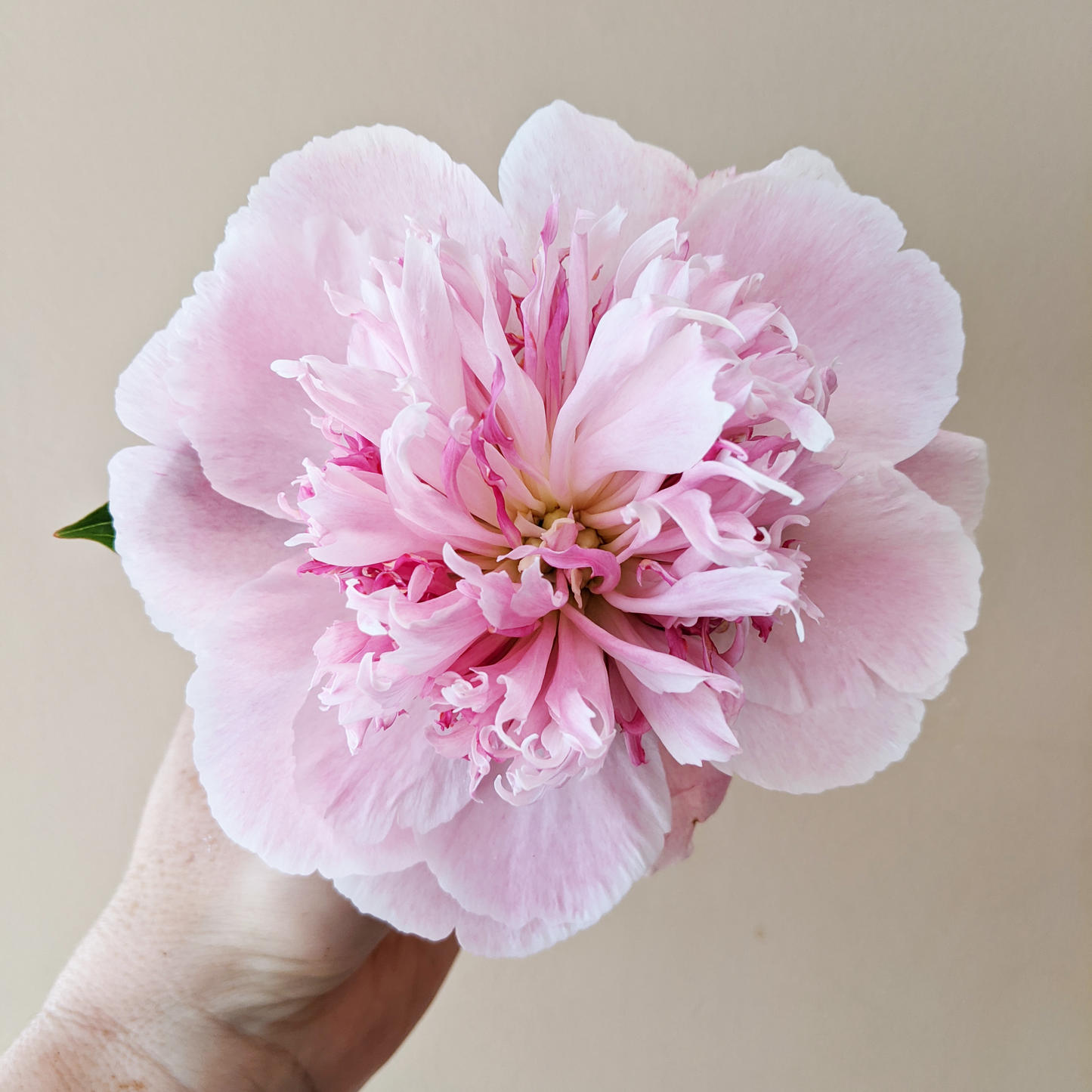 Peony Plant for Spring Pickup--Do Tell