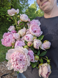 Peony Plant for Spring Pickup--Eden's Perfume