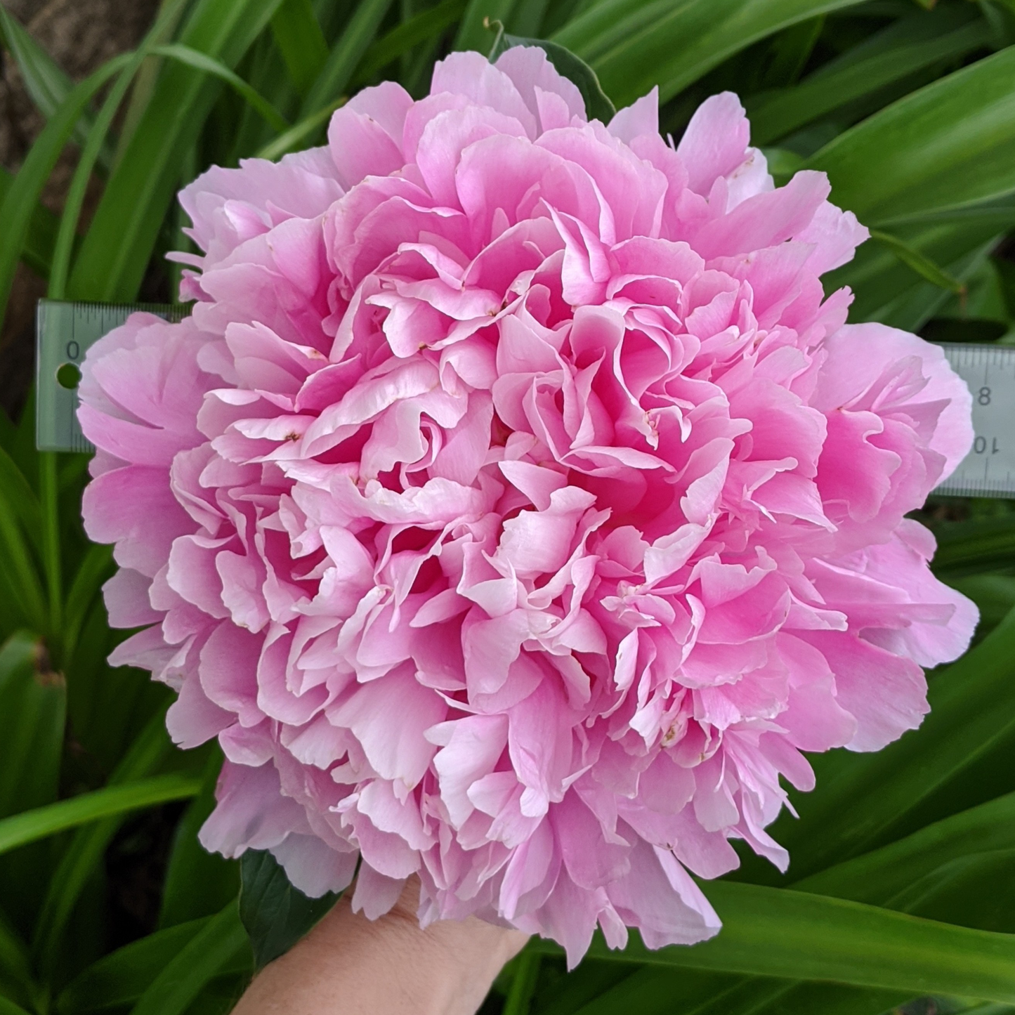 Monsieur Jules Elie-Peony Plant for Spring Pickup