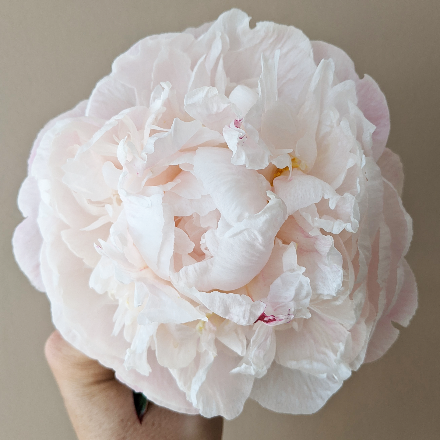 Peony Plant for Spring Pickup--Moonstone