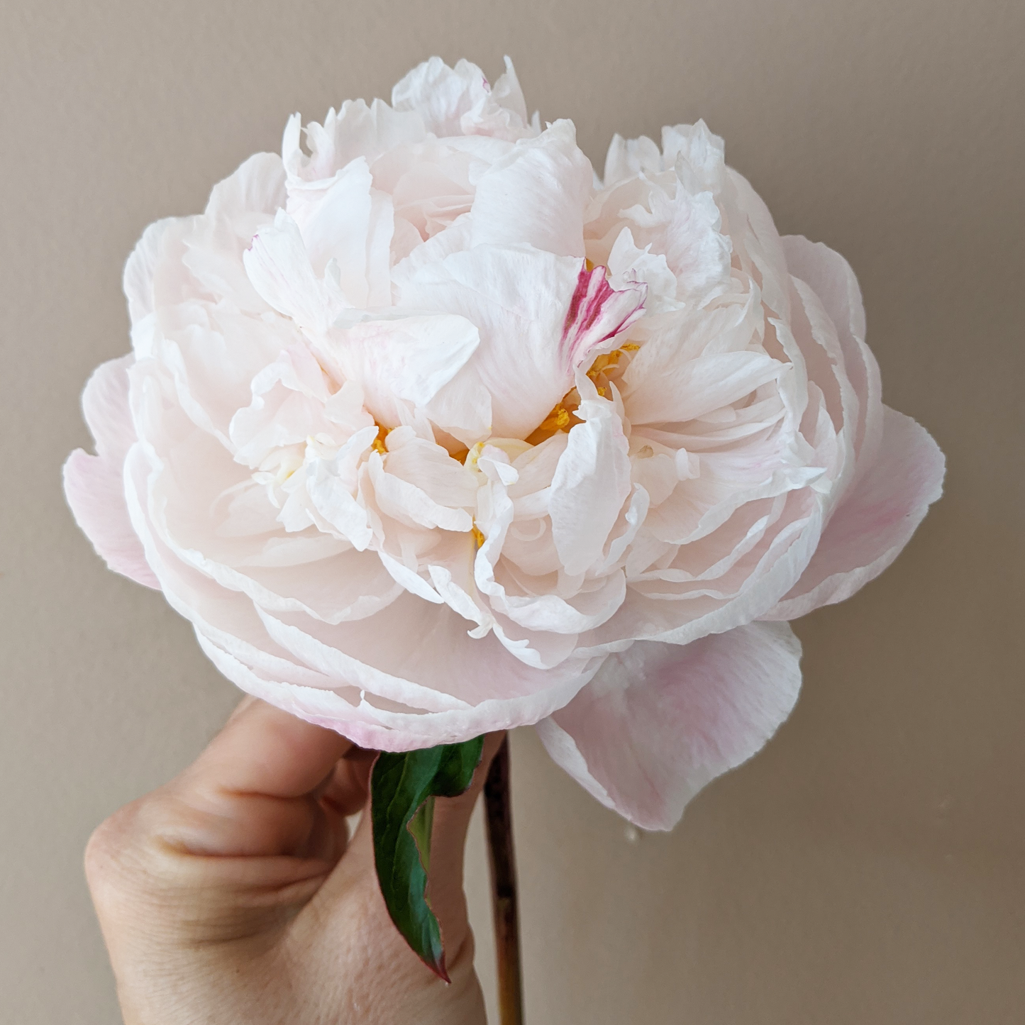 Peony Plant for Spring Pickup--Moonstone