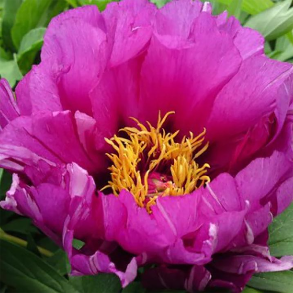 Peony Plant for Spring Pickup-Morning Lilac