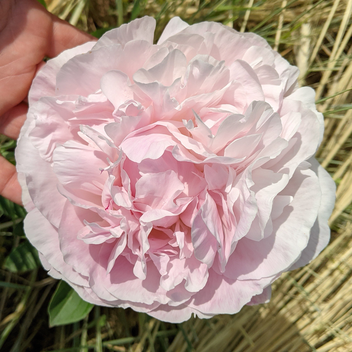 Peony Root-Nancy Nora