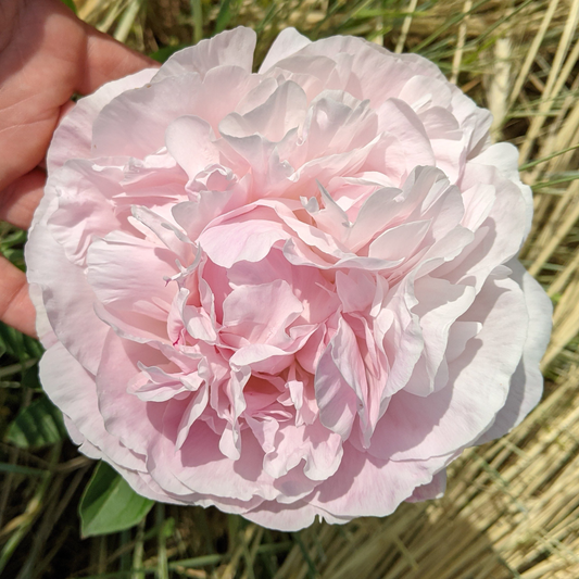 Peony Plant for Spring Pickup--Nancy Nora