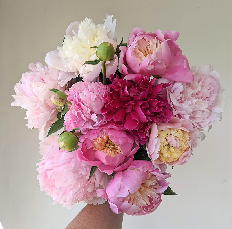 Four Weeks of Peonies Spring 2025