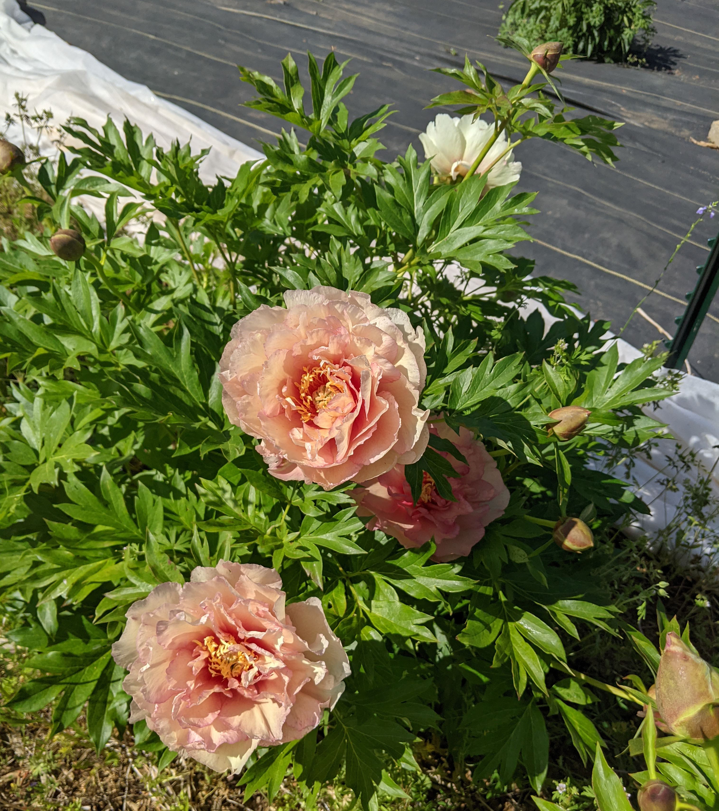Peony Plant for Spring Pickup-Scrumdidleyumptious