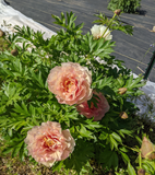 Peony Plant for Spring Pickup-Scrumdidleyumptious