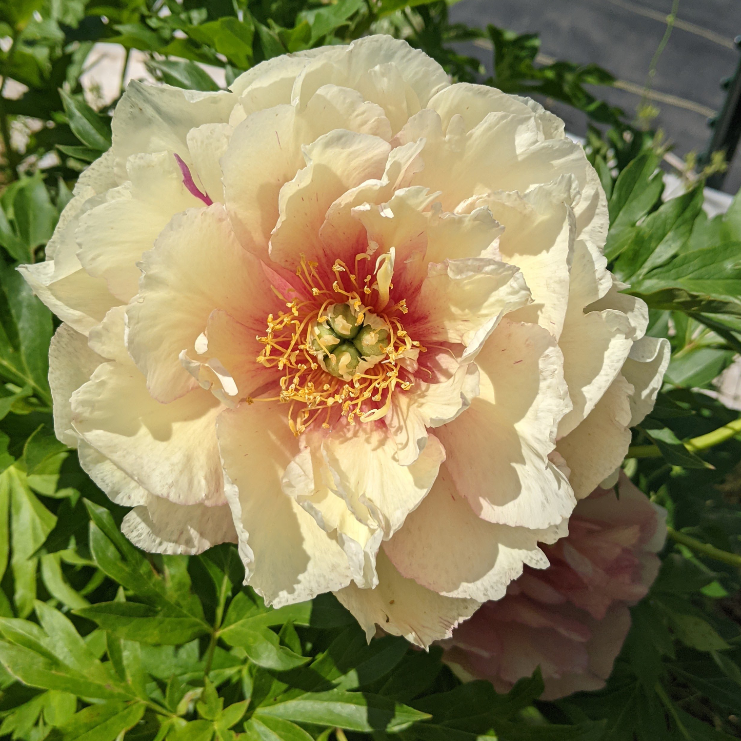 Peony Plant for Spring Pickup-Scrumdidleyumptious