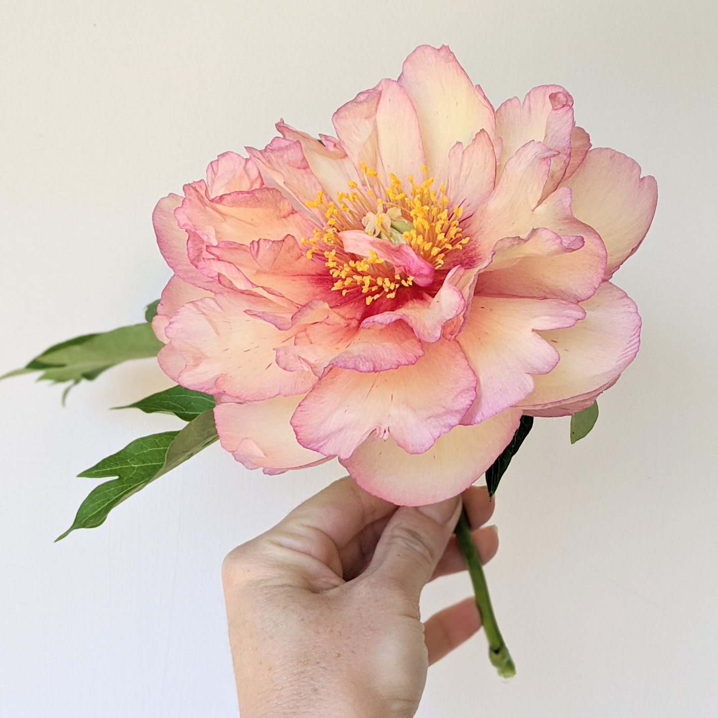 Peony Plant for Spring Pickup-Scrumdidleyumptious