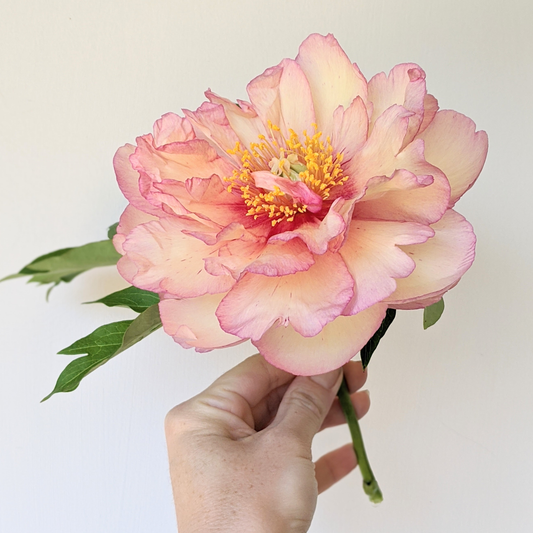Peony Plant for Spring Pickup-Scrumdidleyumptious